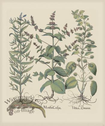 Besler 230 Colored  B2